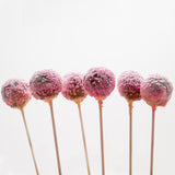 Cakepops Schokolade-Zuckerperlen